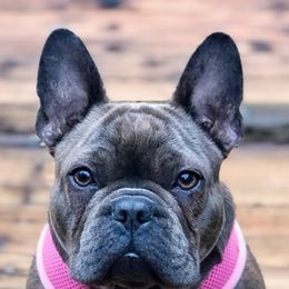 French Bulldogs from Hard Rock Frenchies