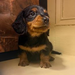 Cade - Black and tan male Dachshund puppy in Coopersburg, Pennsylvania from Barks and Burrows