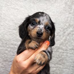 Dachshund Puppies from Natural State Dachshunds