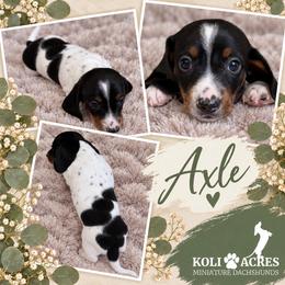 Axle - Piebald male Dachshund puppy in Kemp, Texas from Koli Acres