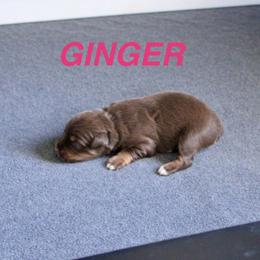 Ginger - Red tri female Miniature Australian Shepherd puppy in Fort Smith, Arkansas from Rye Hill Aussies