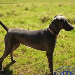 Luna - Weimaraner
