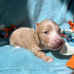 Butterscotch - Dapple male Dachshund puppy in Yucaipa, California from Motorhead Dachshunds