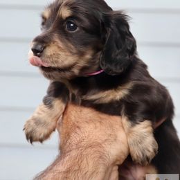 Dachshund Puppies from McLovin Doxies