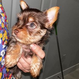 Toby - Chocolate and tan male Yorkshire Terrier puppy in Cape Coral, Florida from Katherine’s Yorkies and Poodles