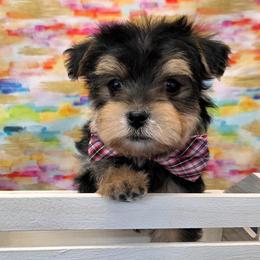 Banks - Black & tan tri-color male Morkie puppy in Monticello, Iowa from Ashley’s Puppies