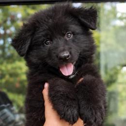 Azula - Black female German Shepherd puppy in Canton, Texas from WILDWOOD GERMAN SHEPHERDS