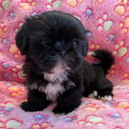 AKC Female Trixie Champion Bloodline - Black and white female Shih Tzu puppy in Long Beach, California from Shih Zu’s of Long Beach