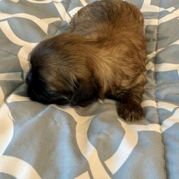 Brown - Brown male Mal-Shi puppy in Selma, California from JAB