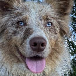 Australian Shepherds from Danddy Aussies