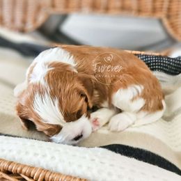 Boy 1 - Cavalier King Charles Spaniel puppy from Furever Cavaliers