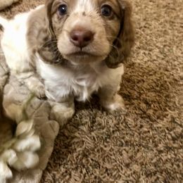 Dachshund Puppies from Alpine Meadow Dachshunds