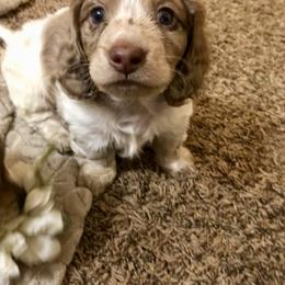 Dachshund Puppies from Alpine Meadow Dachshunds