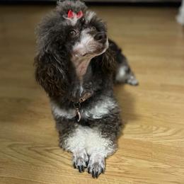 Cavapoo Puppies from Woodland poodles and Cavapoos