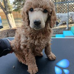 Blue - Apricot male Poodle puppy in Big Rapids, Michigan from Meeker's Ridge Standard Poodles