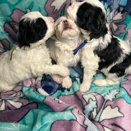 Tony - Black & white male Maltipoo puppy in Clover, South Carolina from Cudi’s Buddies