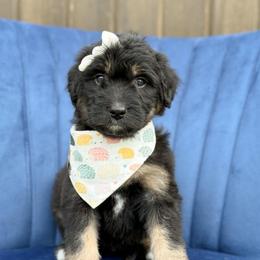 Anne - Phantom female Bernedoodle puppy in Bellville, Ohio from Bernedoodle Buddies