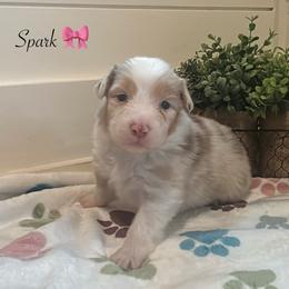 Spark - Red merle female Australian Shepherd puppy in Murrayville, Georgia from Mountain Ridge Aussies