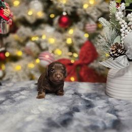 Melody - Chocolate and tan female Dachshund puppy in Indianapolis, Indiana from Homegrown Hoosier Kennels