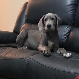 Toph - Blue female Great Dane puppy in Pollock, Louisiana from Danes Done Right