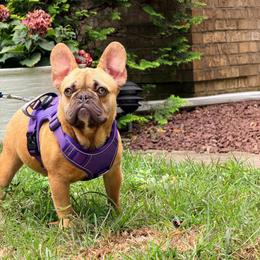 Misha - Tricolors male French Bulldog puppy in Millstone Township, New Jersey from Couture_frenchies_and_pomeranian