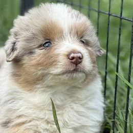 Miniature Australian Shepherds from Southern Lane Aussies