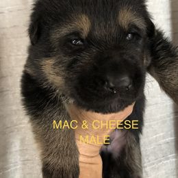 Mac n cheese - Black male German Shepherd puppy in Blairsville, Georgia from Black Sheep German Shepherds