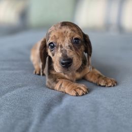 Boy 4 - male Dachshund puppy in Aiken, South Carolina from Ming's Mongols