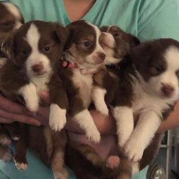 Miniature Australian Shepherd and Toy Australian Shepherd Puppies from Lowery’s Little Aussies