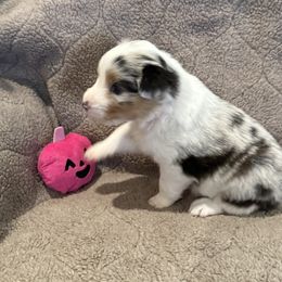 Pink - Blue merle female Australian Shepherd puppy in Gill, Colorado from Westwood Australian Shepherds