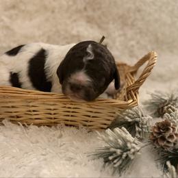 Boy 4 Tracker - Parti male Goldendoodle puppy in Newark, Ohio from Valleydayle Doodles and Wheatens