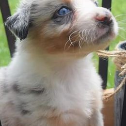 Australian Shepherds from Rock Creek Aussies