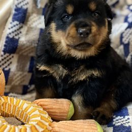 Yellow - Cider - Black and mahogany female Rottweiler puppy in Crothersville, Indiana from The Solid Rock Kennel