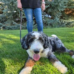 Bernedoodle puppies from Draper Mountain Doodles