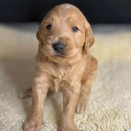 Creamer - Apricot male Goldendoodle puppy in Summerville, South Carolina from Pawmazing Doodles