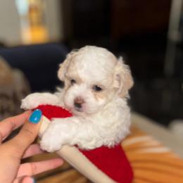 Maltipoo puppies from Unicorn tiny Maltese puppies