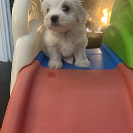 Jack Frost - White male Maltese puppy in Raleigh, North Carolina from Loveable Litters