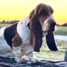 Basset Hounds from Ozark Mountain Kennel- Basset Hounds