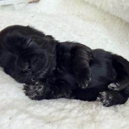 Matilda - Black female Shih Tzu puppy in Hemet, California from Aloha Shih Tzu