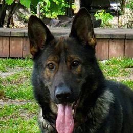 Cak - German Shepherd