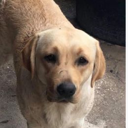 Treasure - Labrador Retriever
