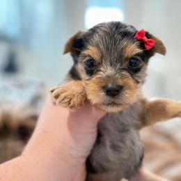 Vivian 3500 - Parti female Yorkshire Terrier puppy in Midland, Texas from Southern Yorkie Pies
