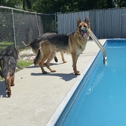 German Shepherd All Grown Up from Angel Oak German Shepherds