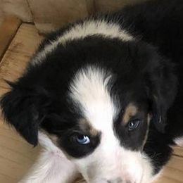 American Bulldogs and Border Collies from X-PERT JD'S
