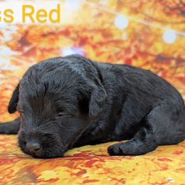 Miss Red - Black female Labradoodle puppy in Lebanon, Pennsylvania from Robertson's Retrievers and Doodles