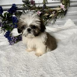 AKC Peanut Bowie - Red and white male Shih Tzu puppy in Elgin, South Carolina from Silver Bells Paw Prints