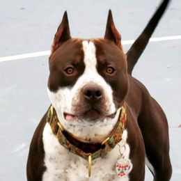 American Staffordshire Terriers from Tempest AmStaffs