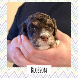 Blossom - Phantom female Poodle puppy in Surprise, Arizona from Oh Doodles Doodlery