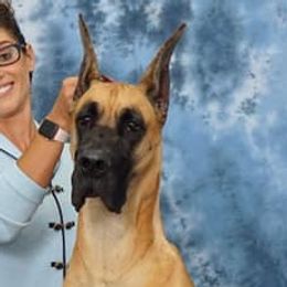 Great Danes from Lagarda's Rose Gold