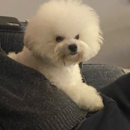 Kiki - Bichon Frise